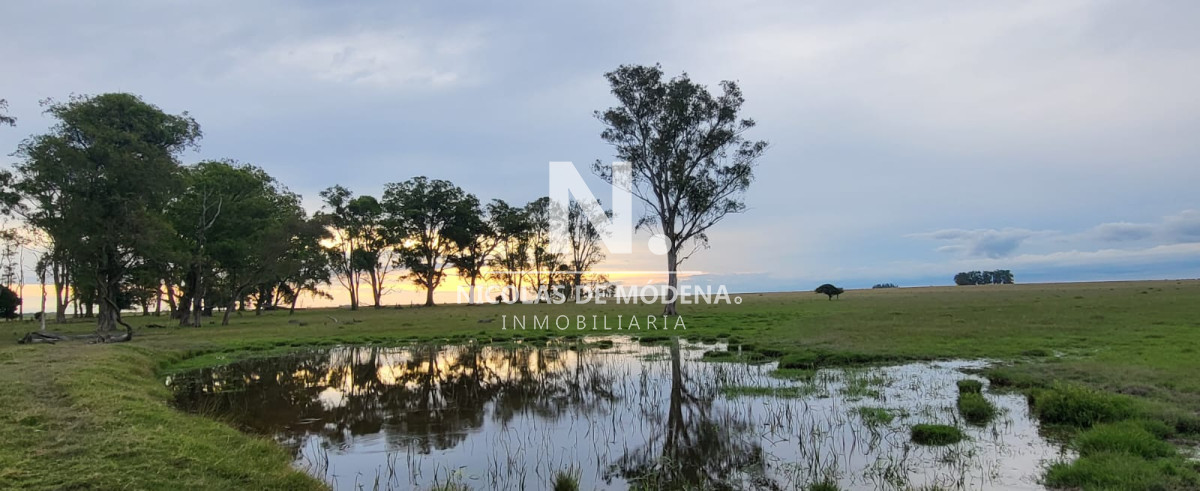 Campo
