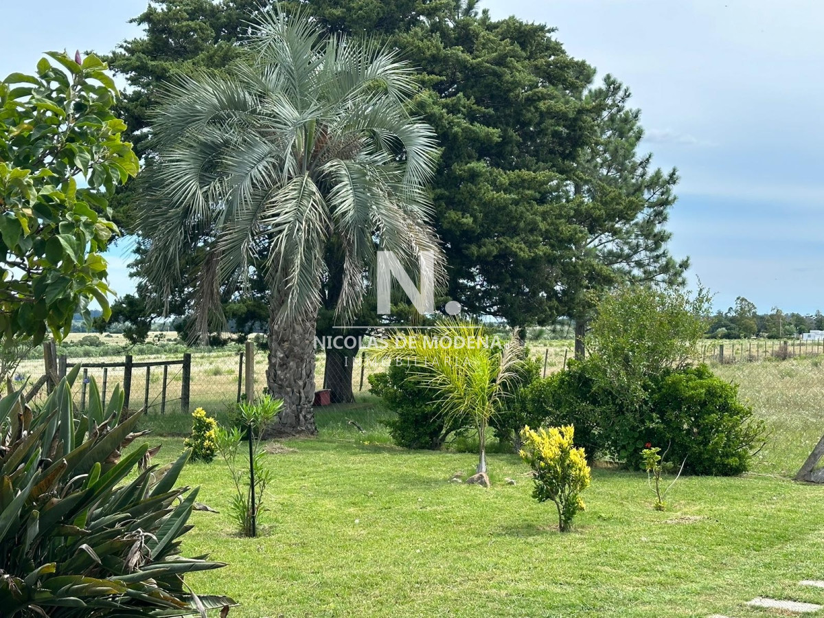 Campo