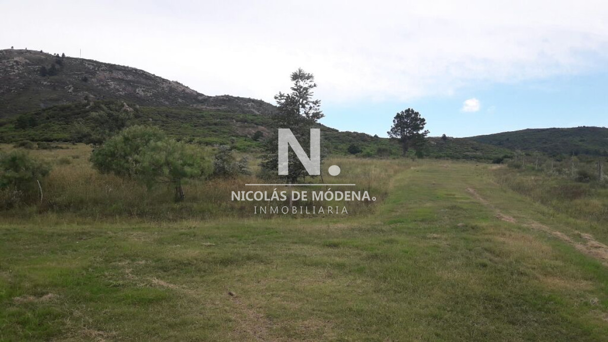 Campo