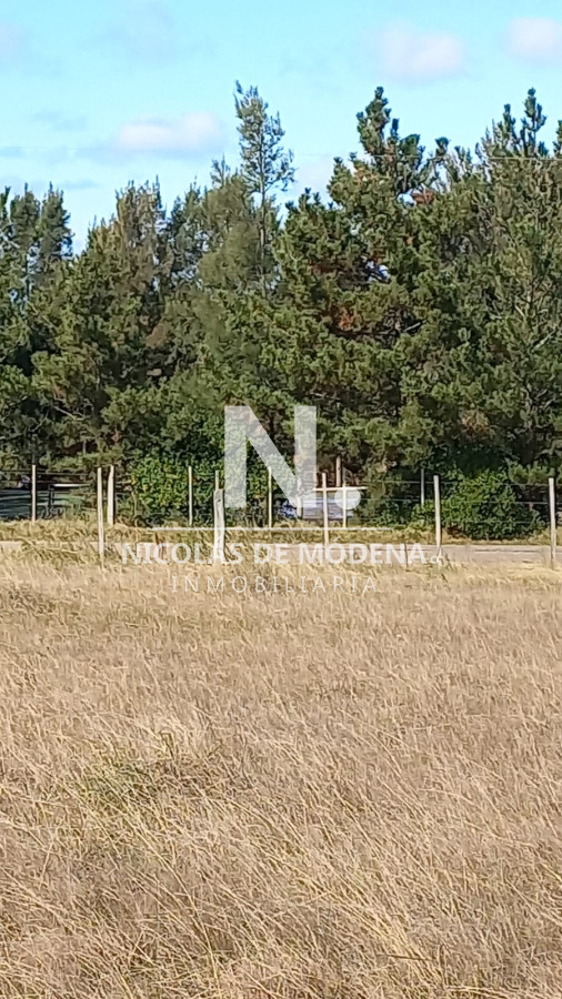 Campo