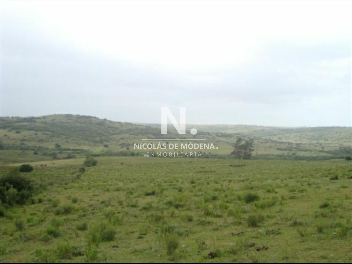 Campo de 95hàs. - GoPunta - Portal Inmobiliario de Punta del Este - Maldonado