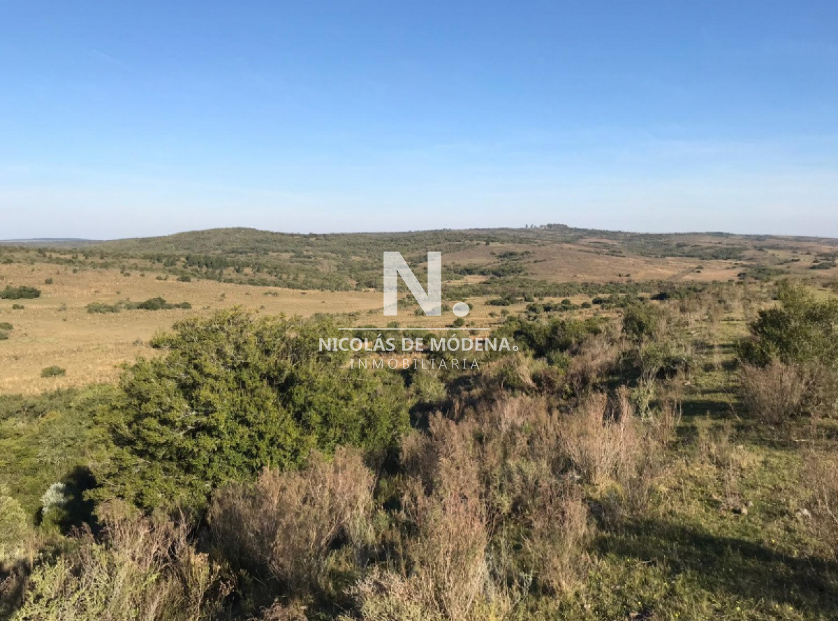 Campo