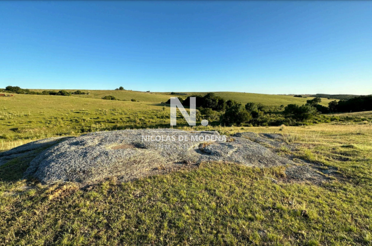 Campo