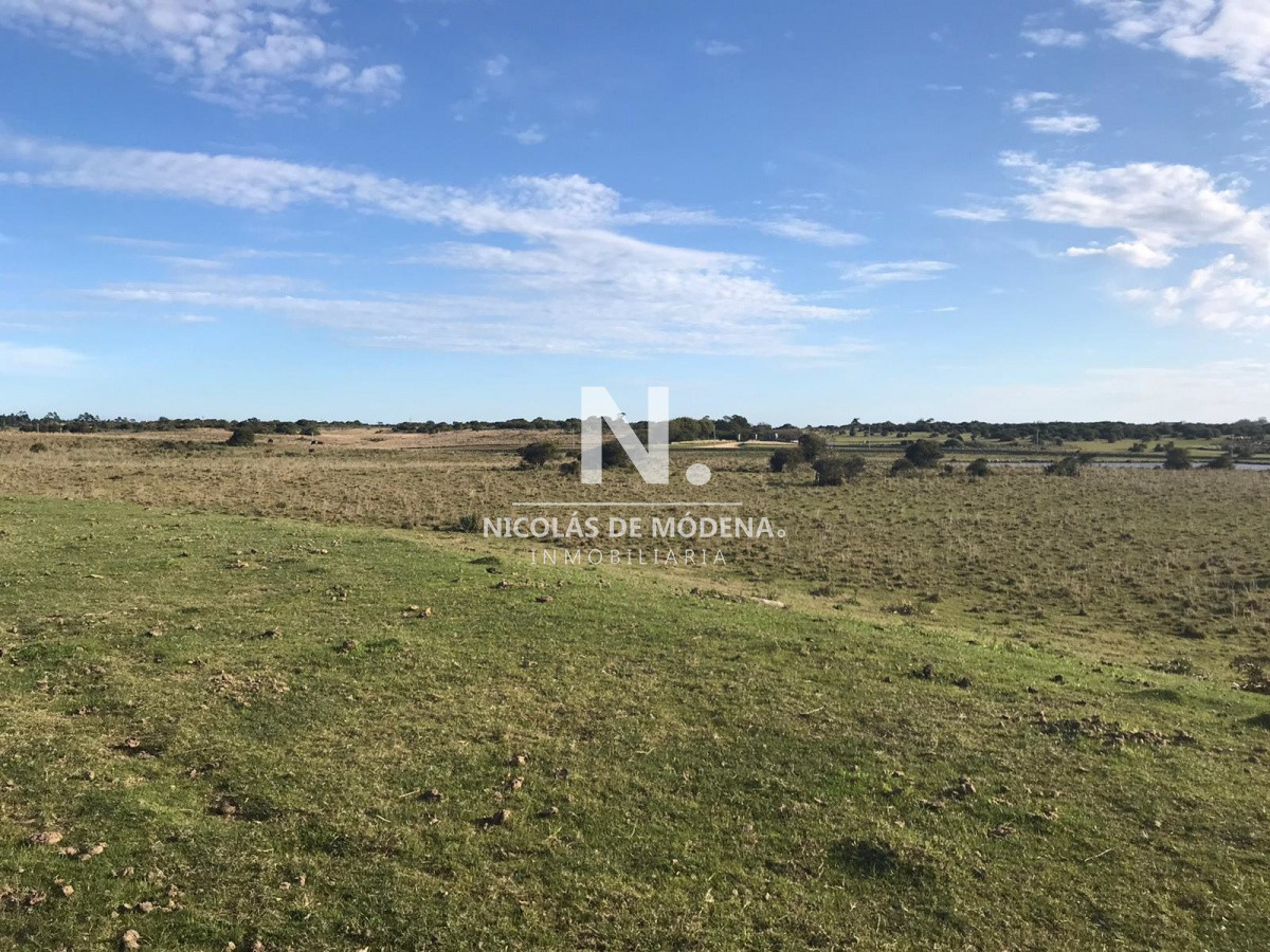 Campo