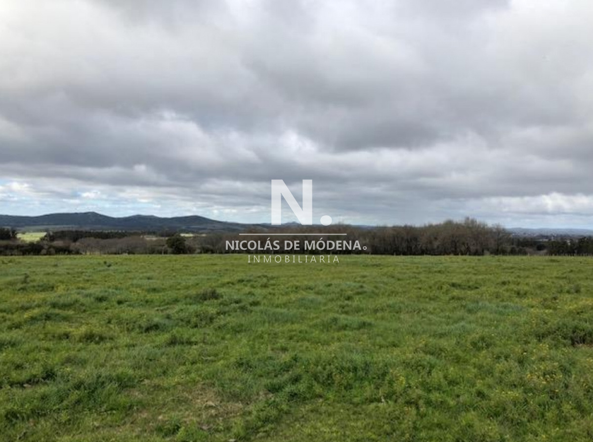 Campo