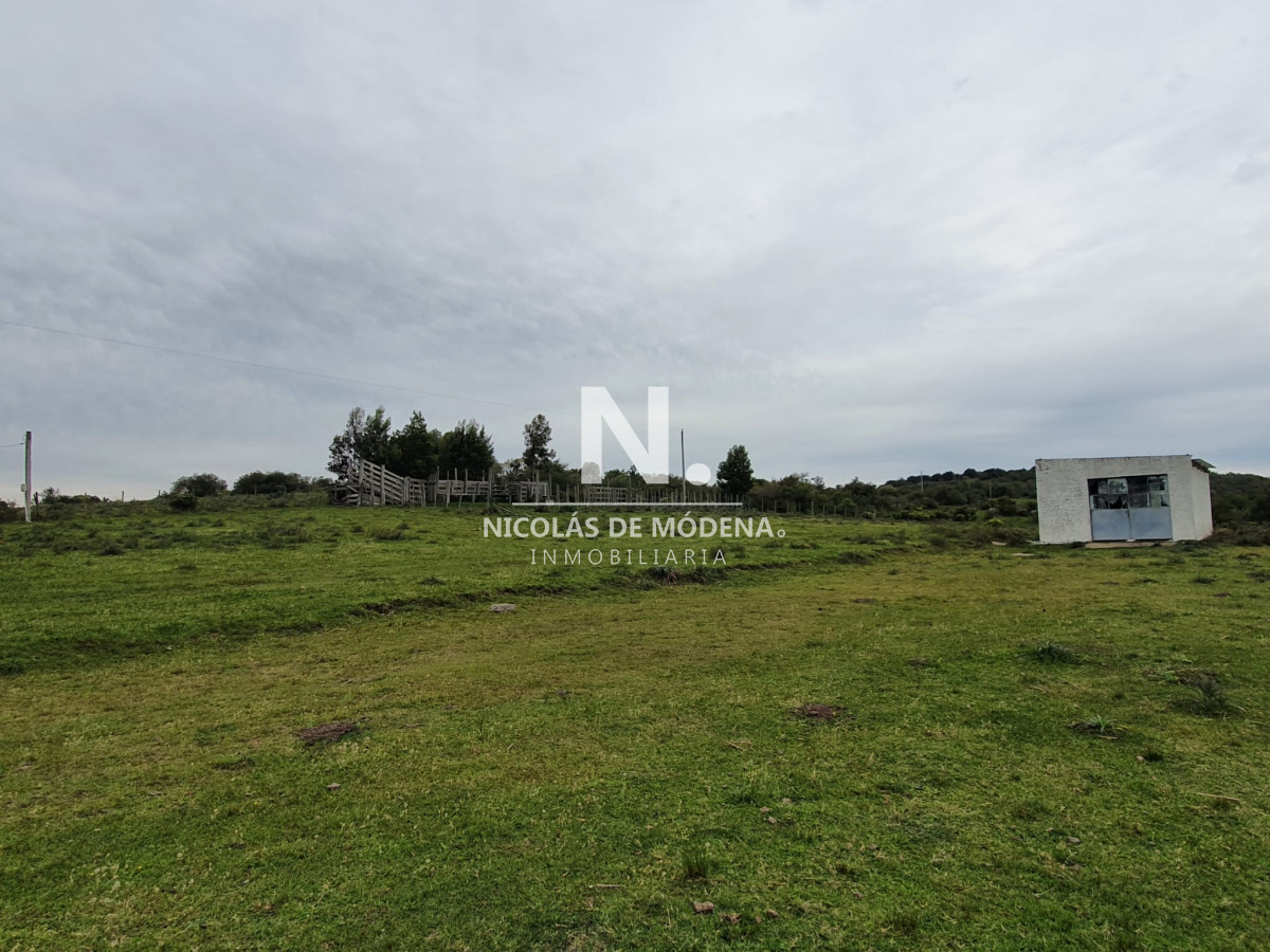 Campo