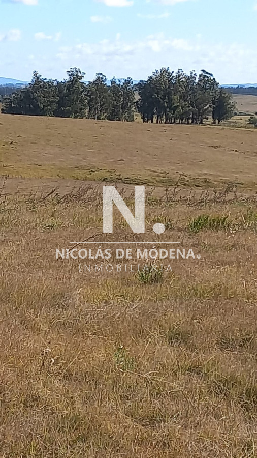 Campo