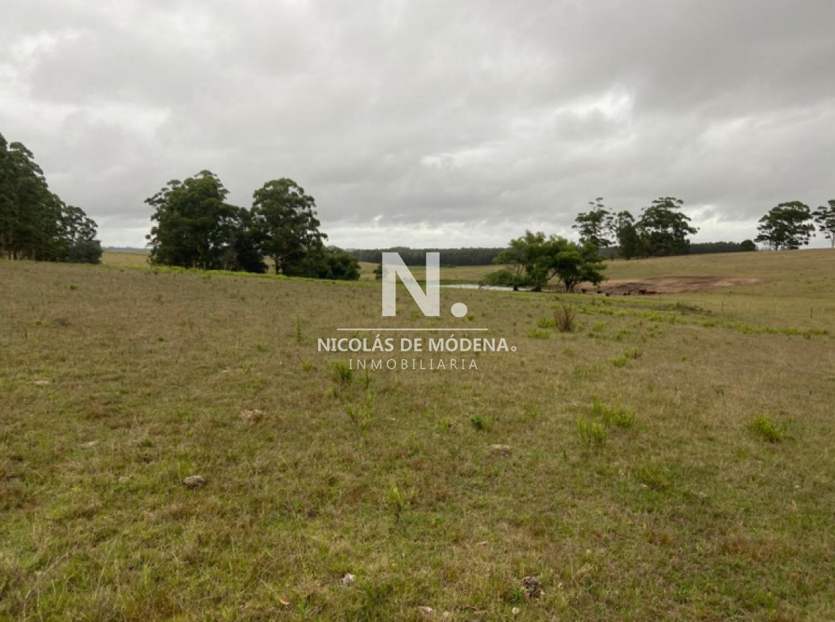 Campo