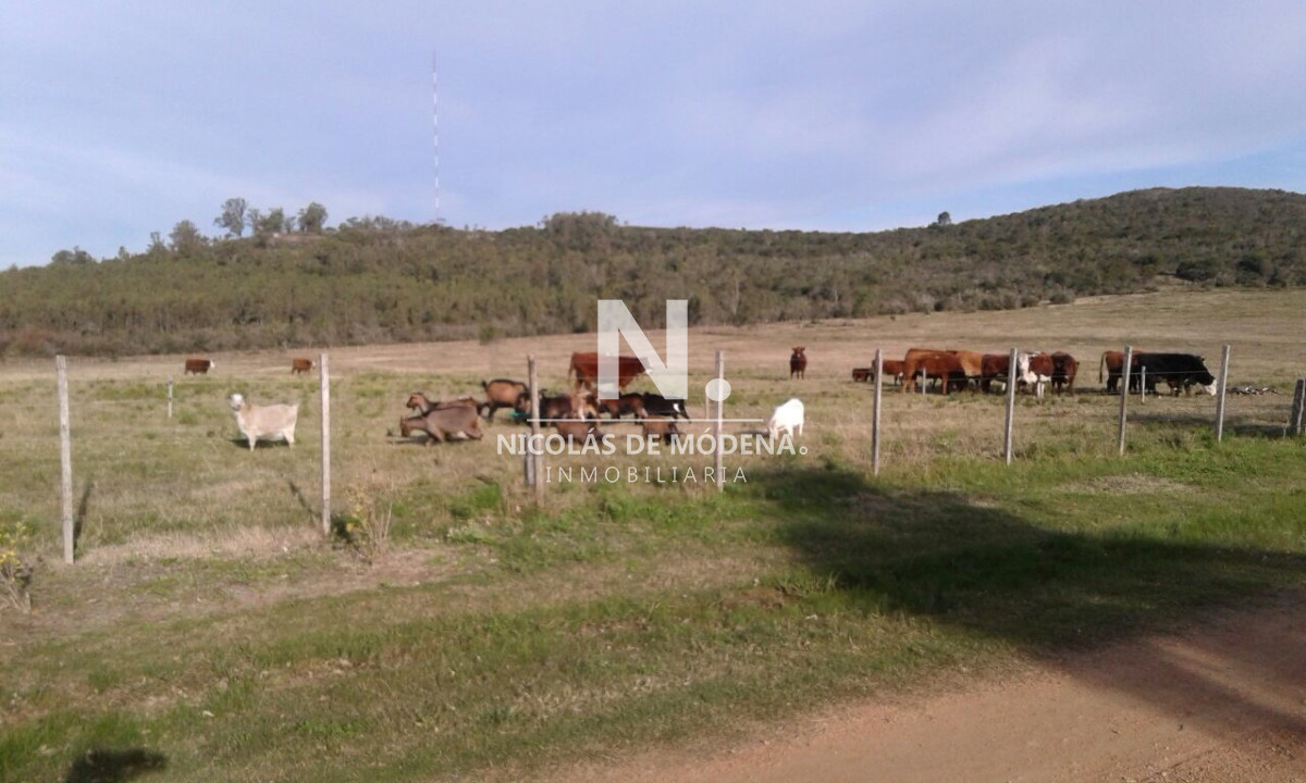 Campo