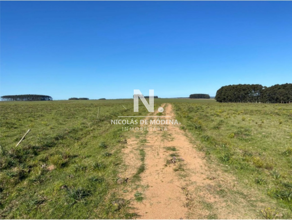 Campo