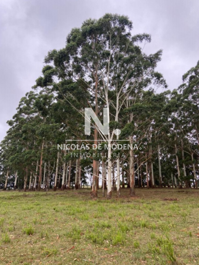 Campo