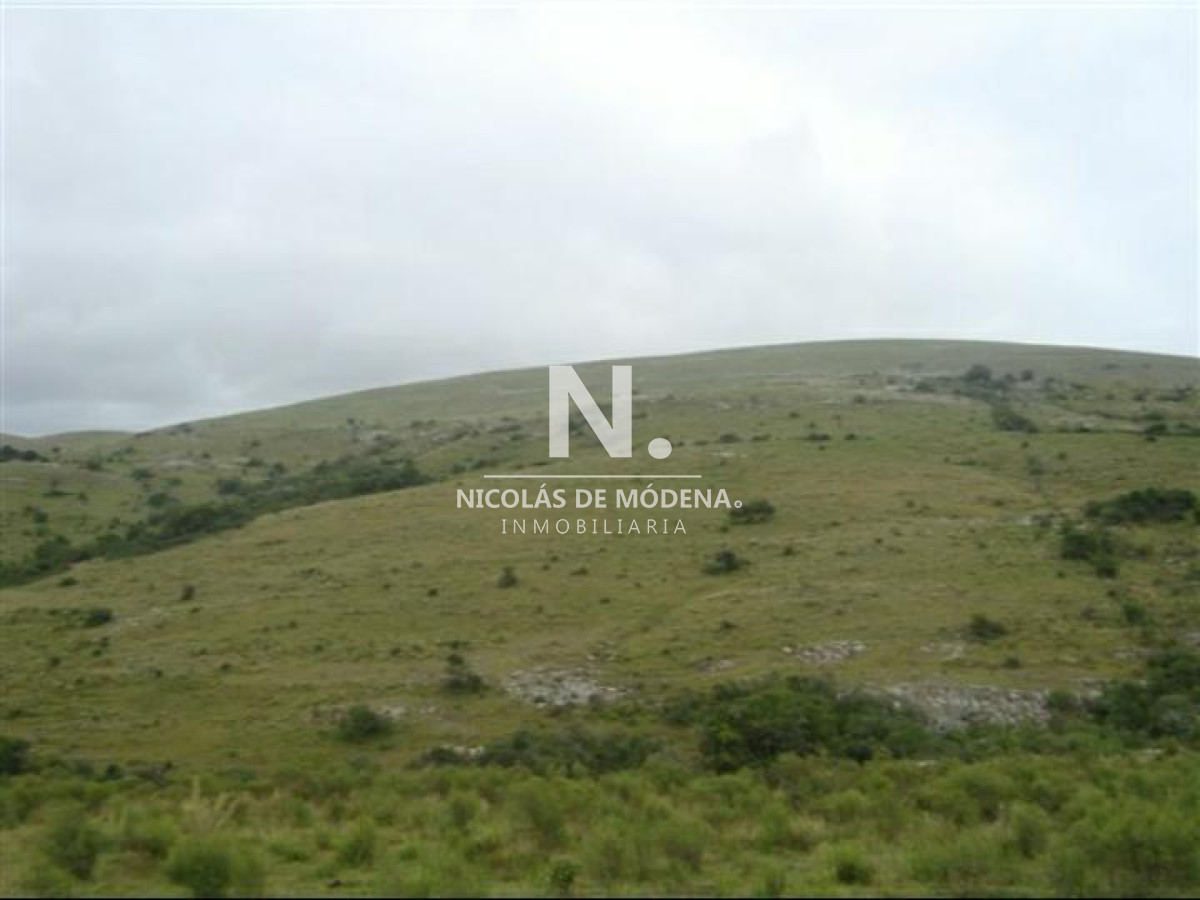 Campo de 95hàs. - GoPunta - Portal Inmobiliario de Punta del Este - Maldonado