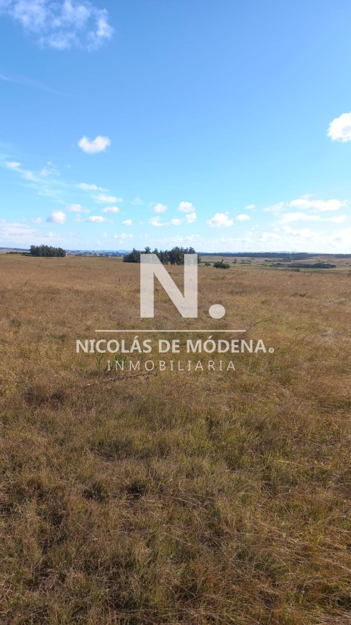 Campo