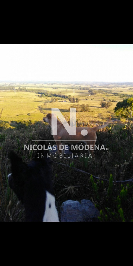 Campo