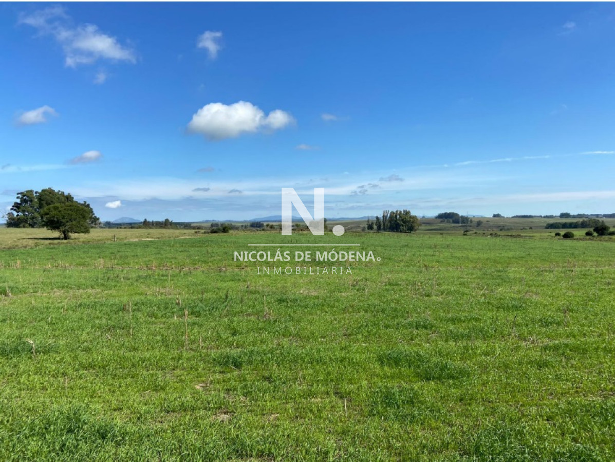 Campo