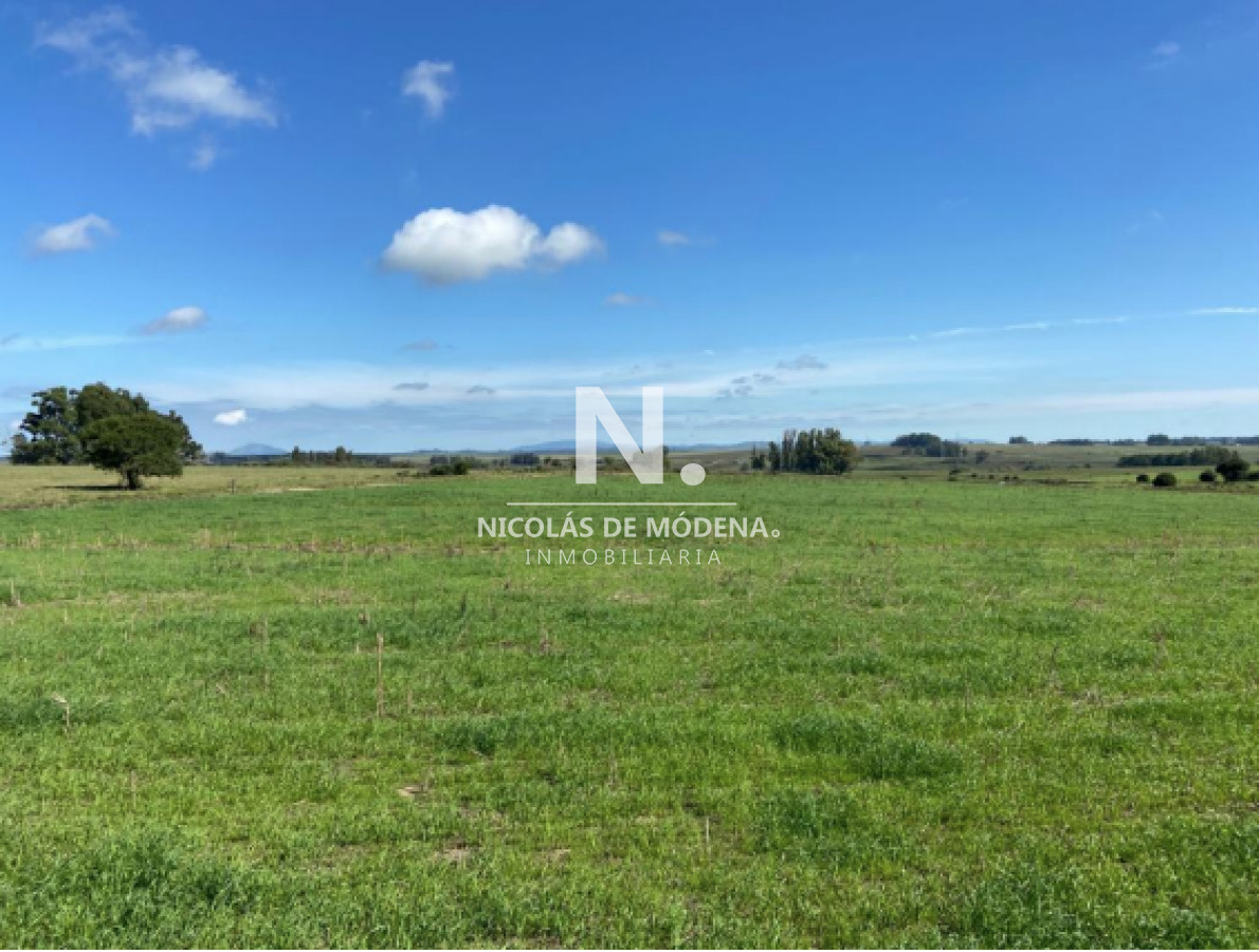 Campo