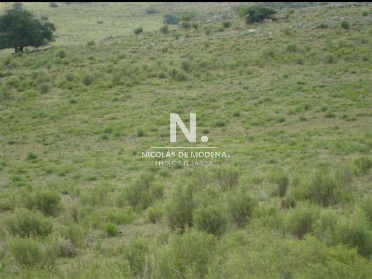 Campo de 95hàs. - GoPunta - Portal Inmobiliario de Punta del Este - Maldonado