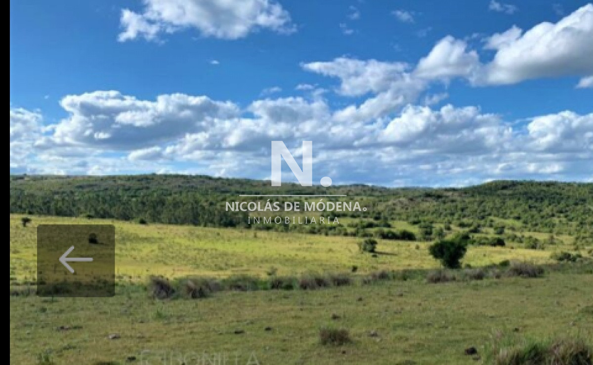 Campo