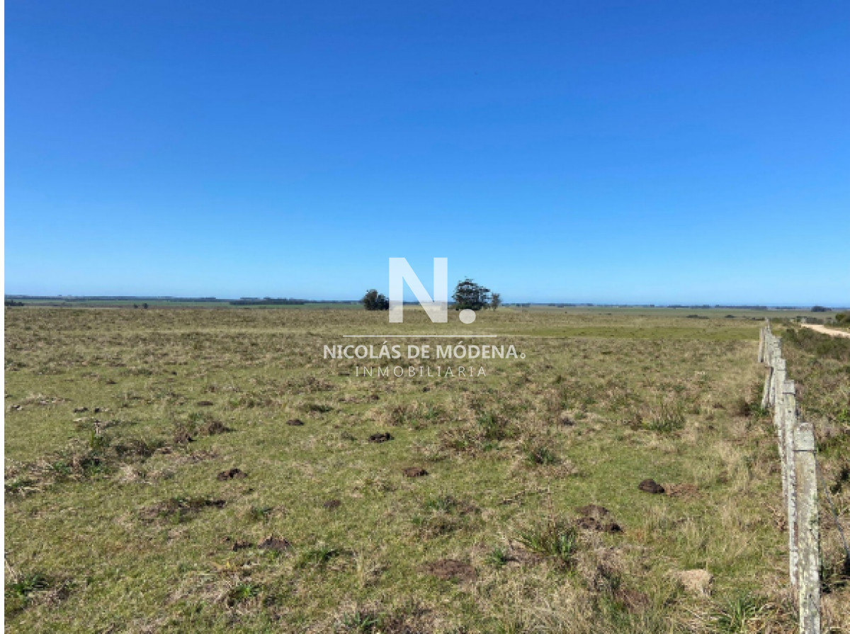 Campo