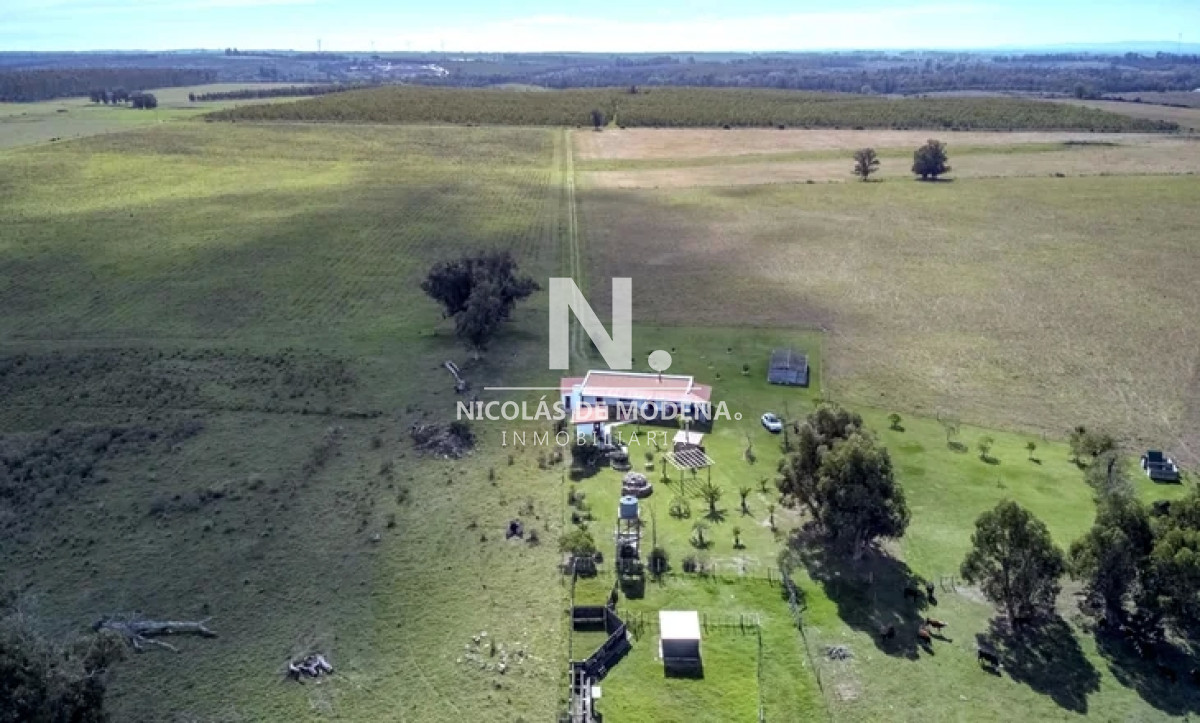 Campo