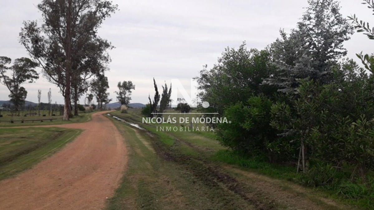 Campo