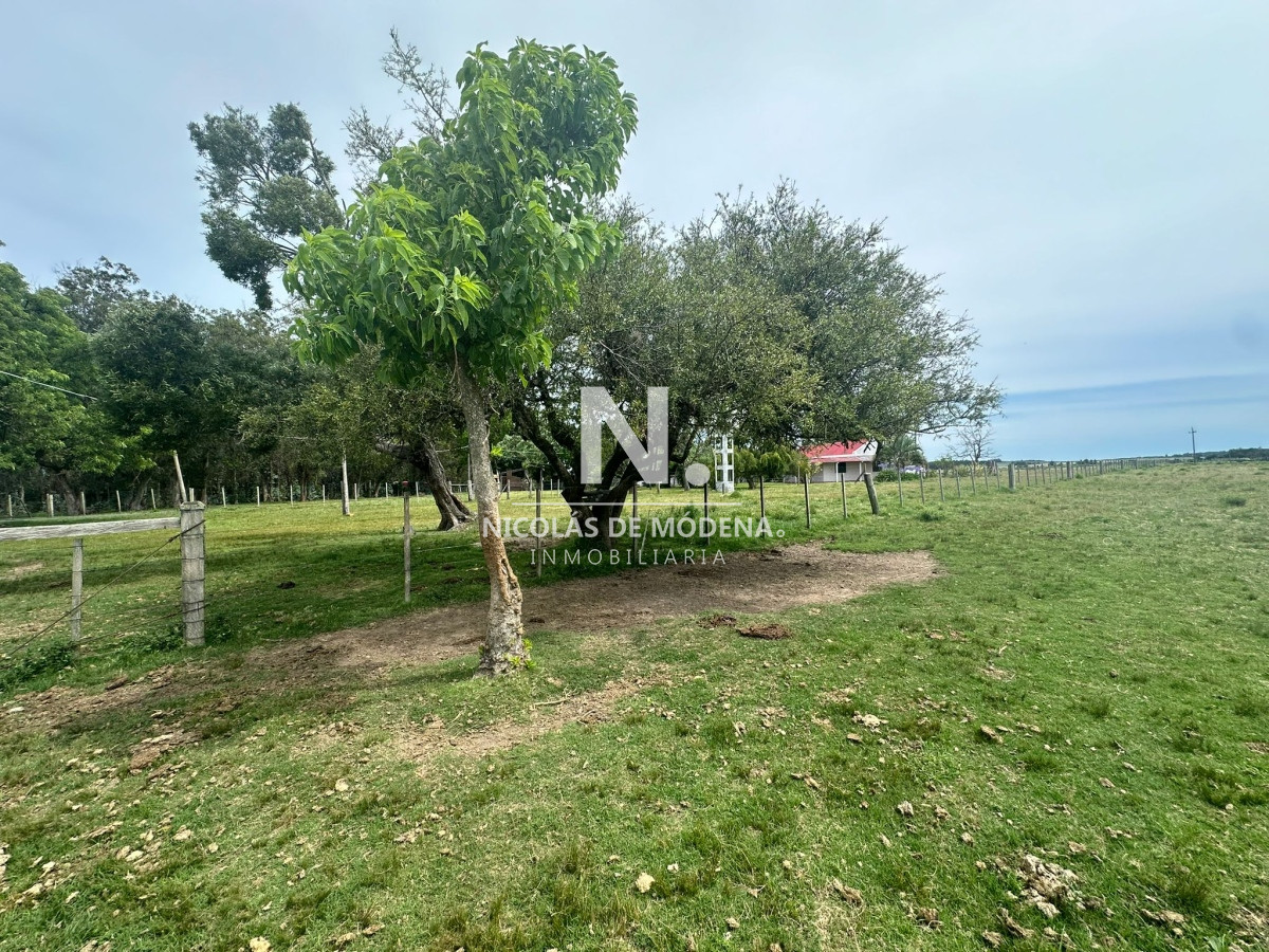 Campo