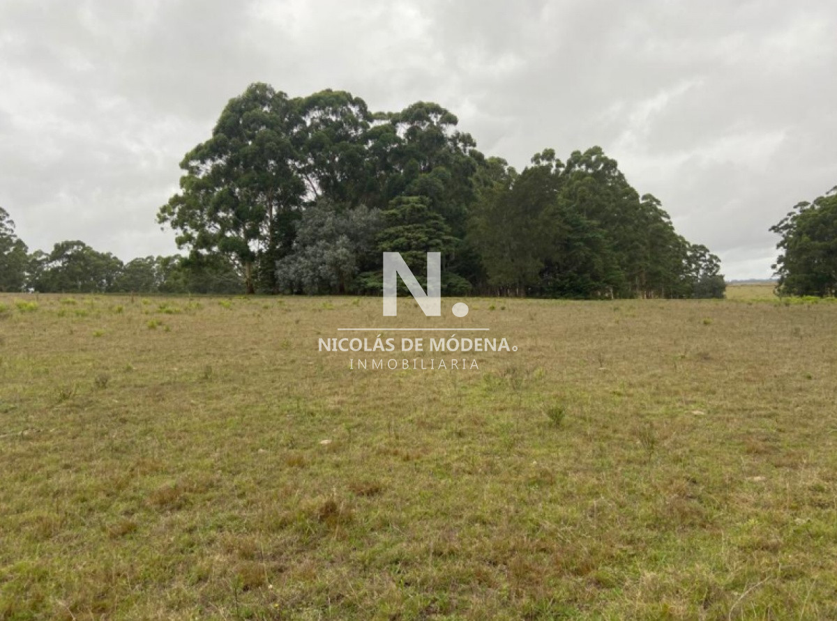 Campo