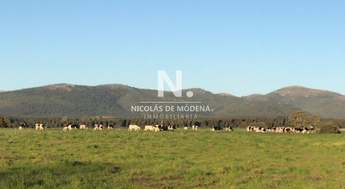 Campo