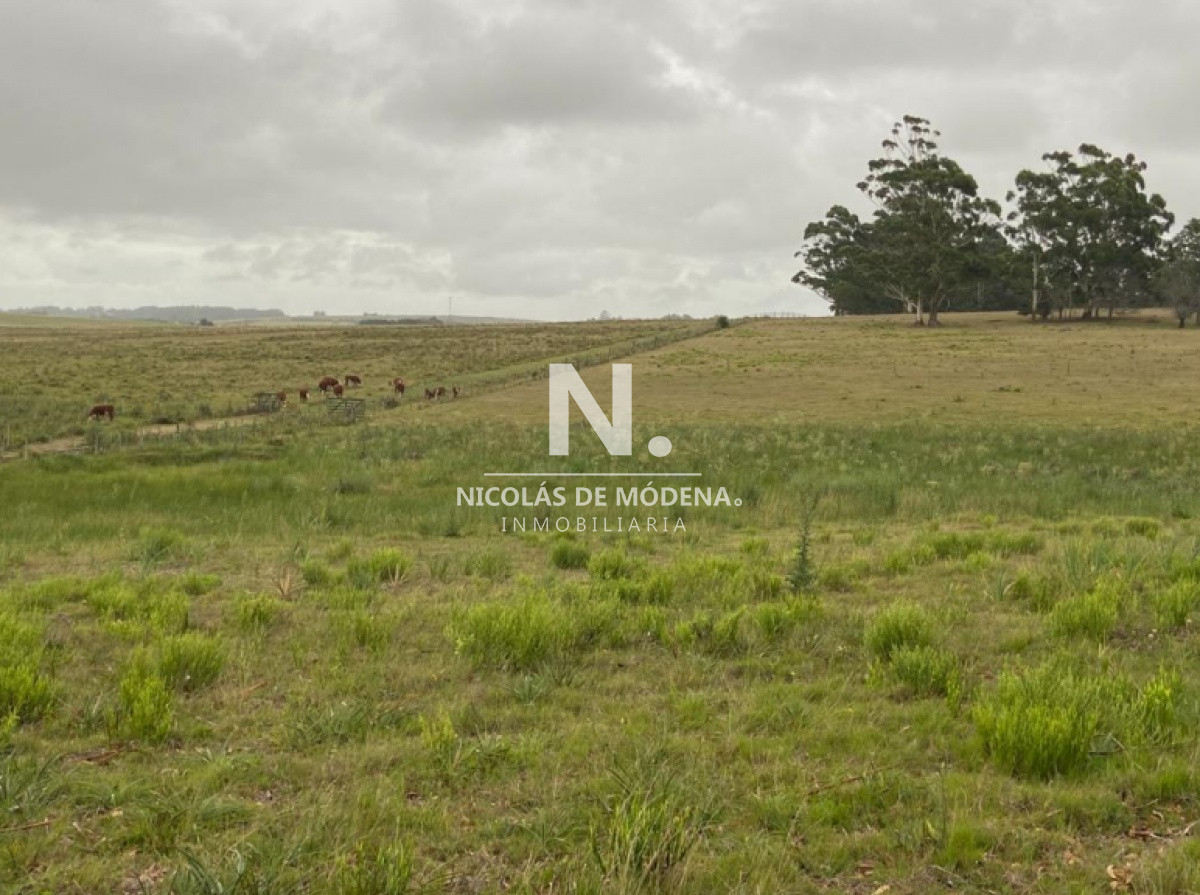 Campo