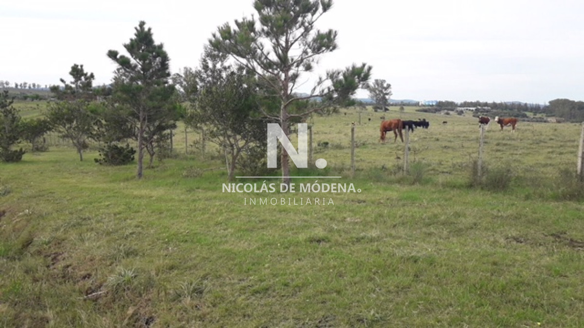 Campo