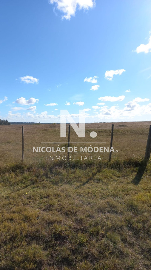 Campo