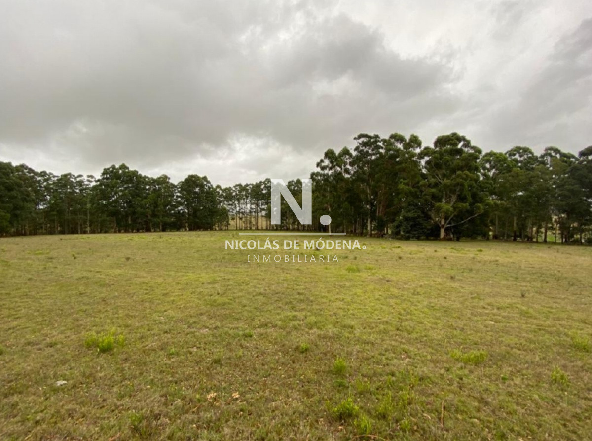Campo