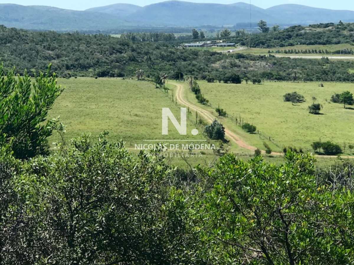 Campo