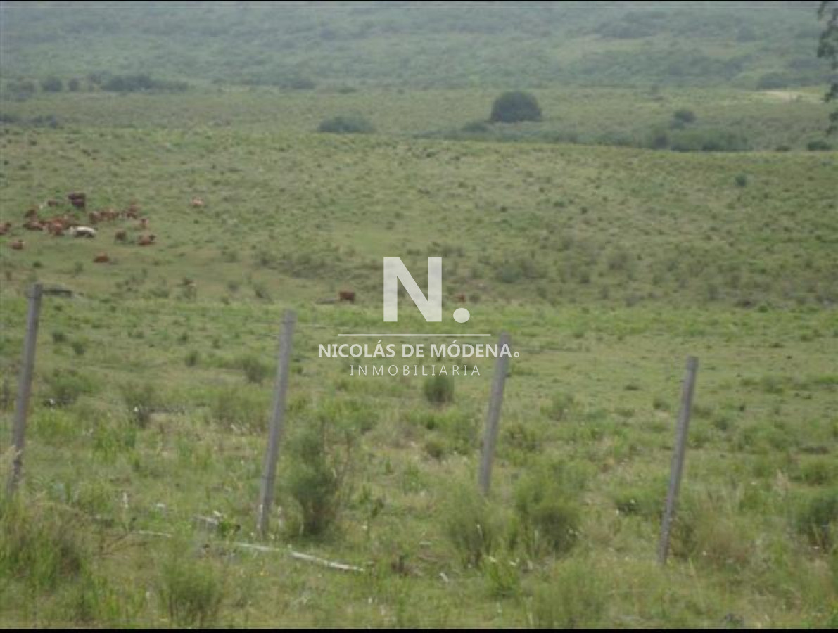 Campo