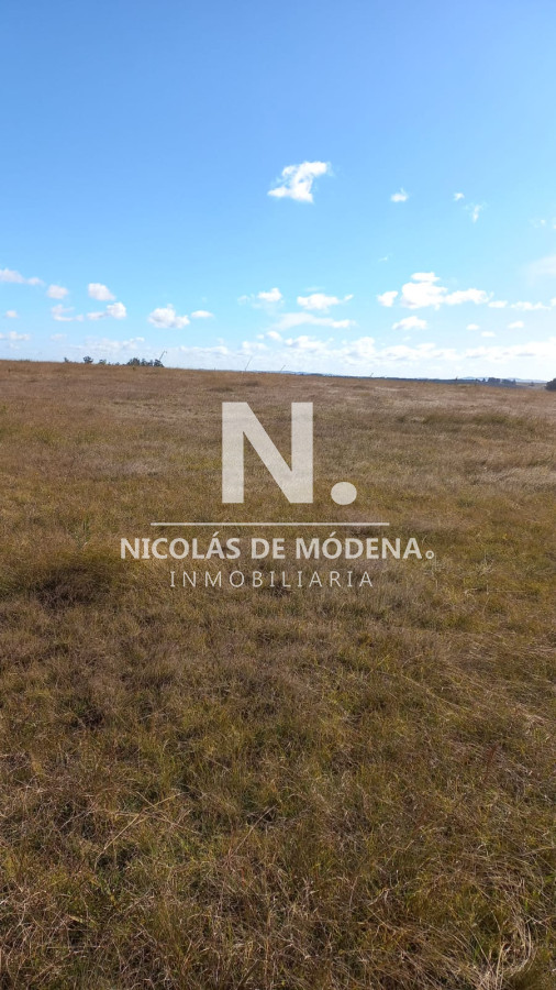 Campo