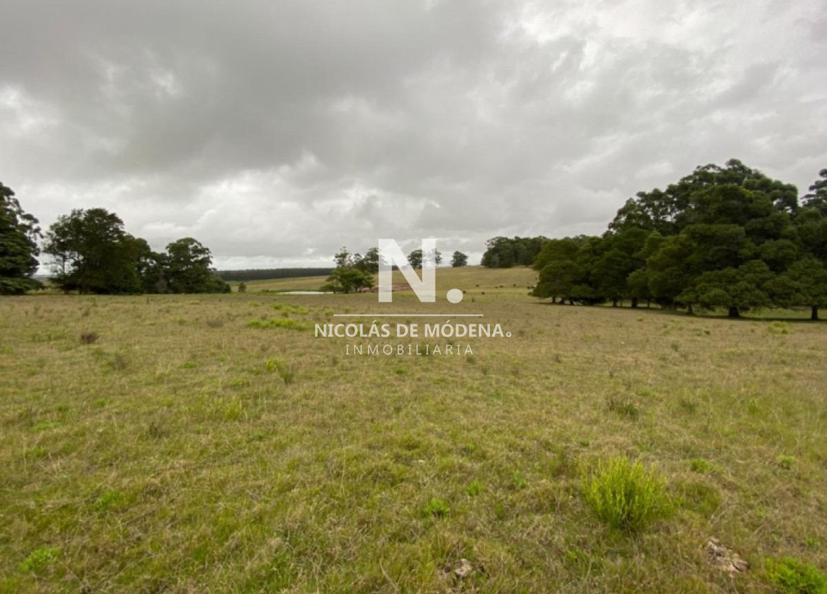 Campo