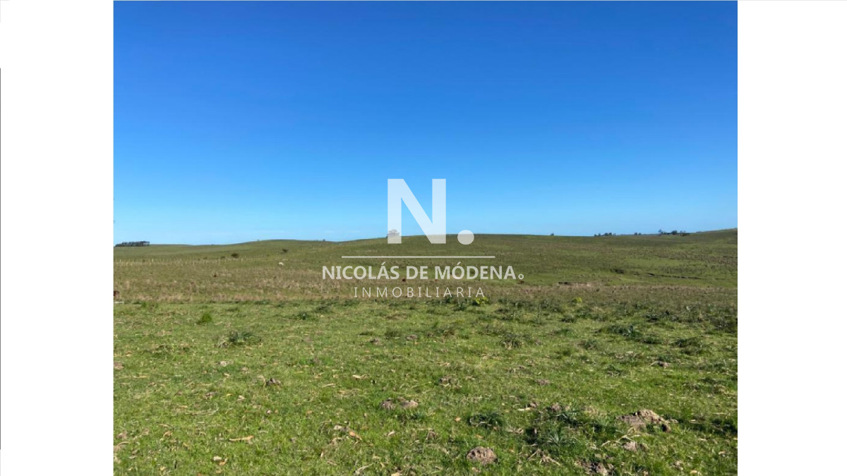 Campo