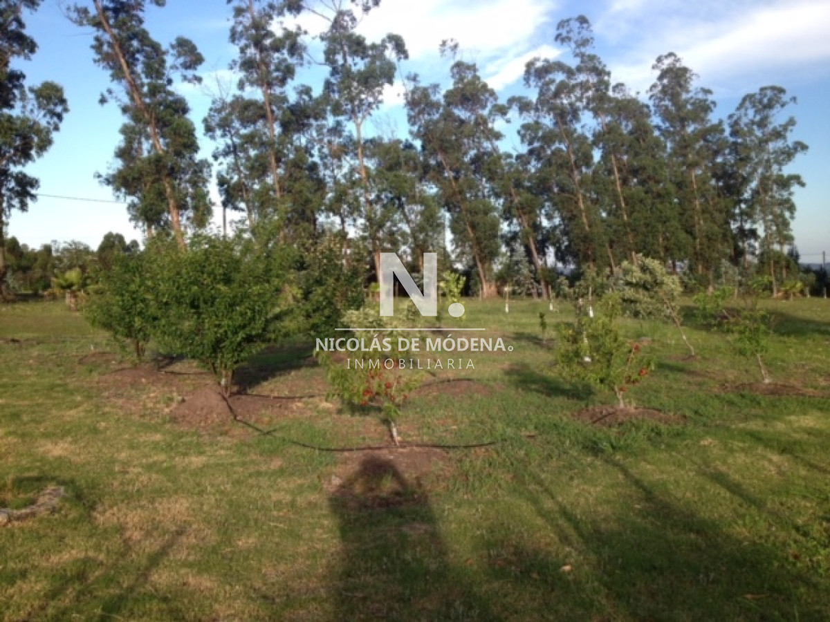 Campo