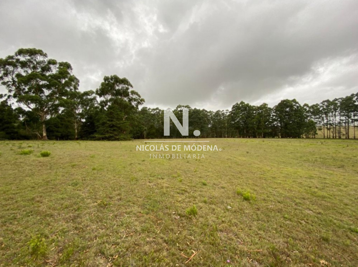 Campo
