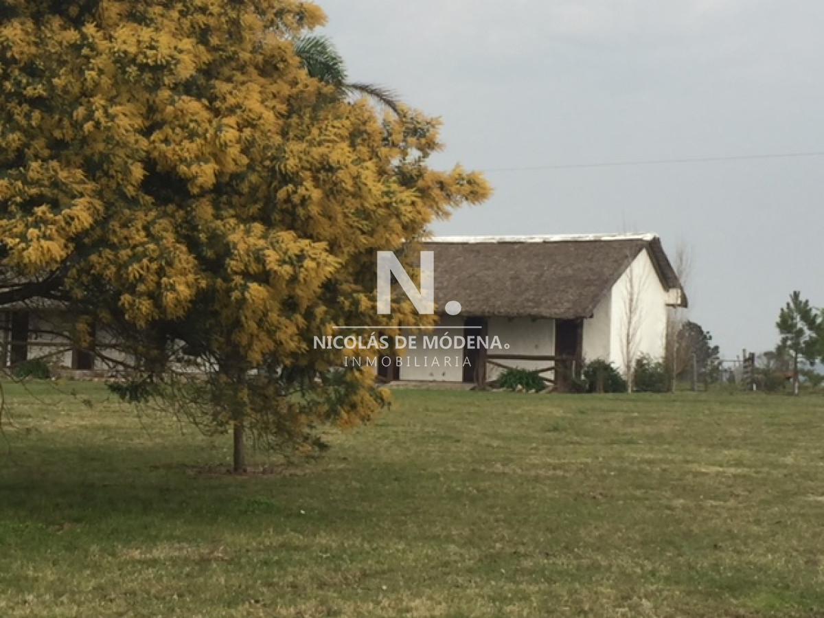 Campo