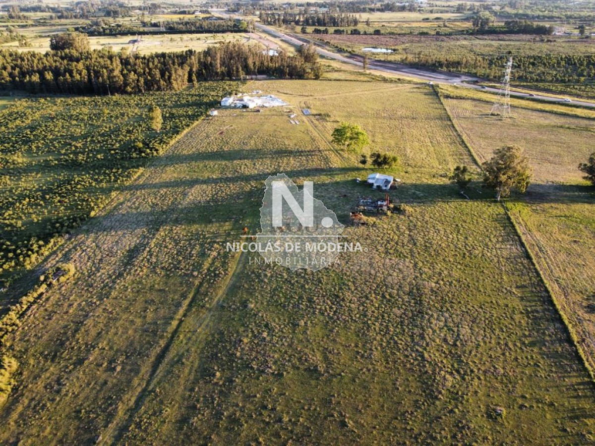 Campo