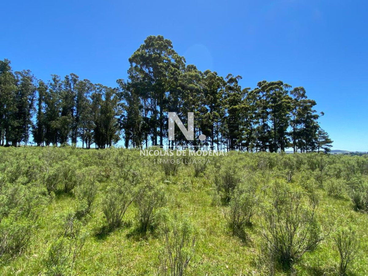 Campo a la venta en Abra del Perdomo  de 44has - GoPunta - Portal Inmobiliario de Punta del Este - Maldonado