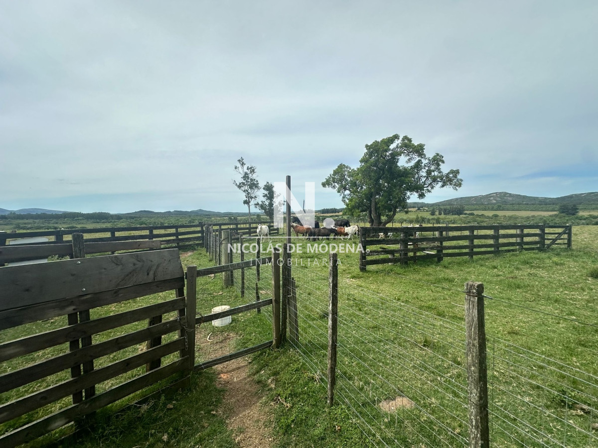 Campo