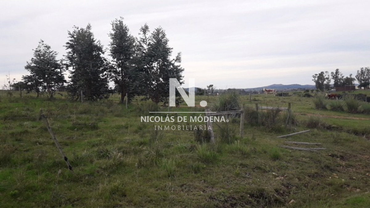 Campo