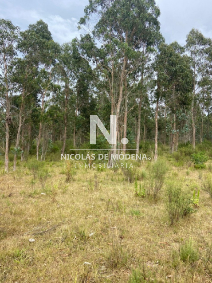 En venta campo de 643 en Don Carlos, a10km de Rocha - GoPunta - Portal Inmobiliario de Punta del Este - Maldonado