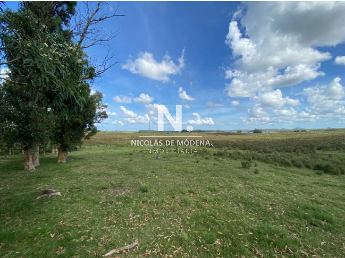 Campo
