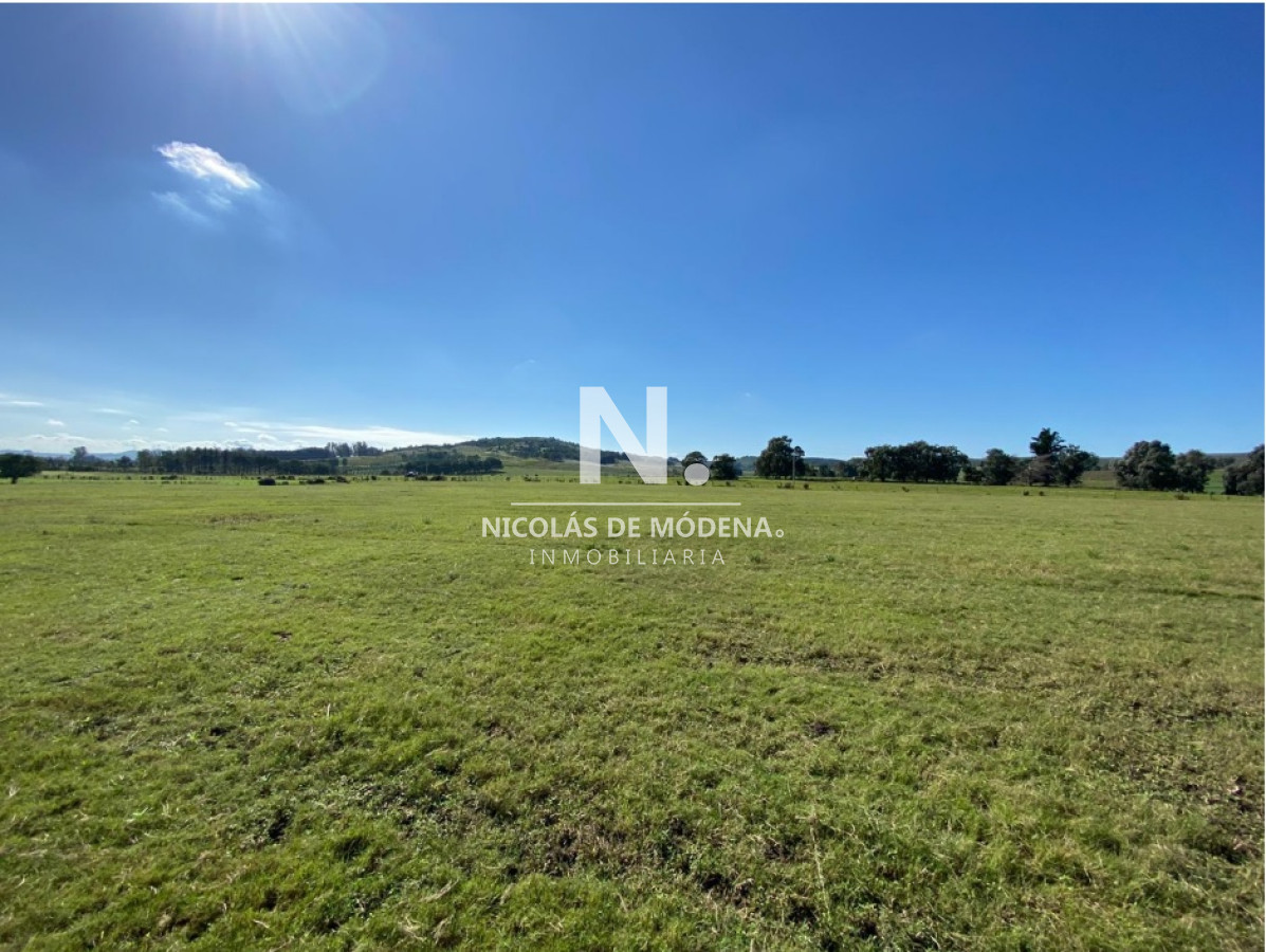 Campo