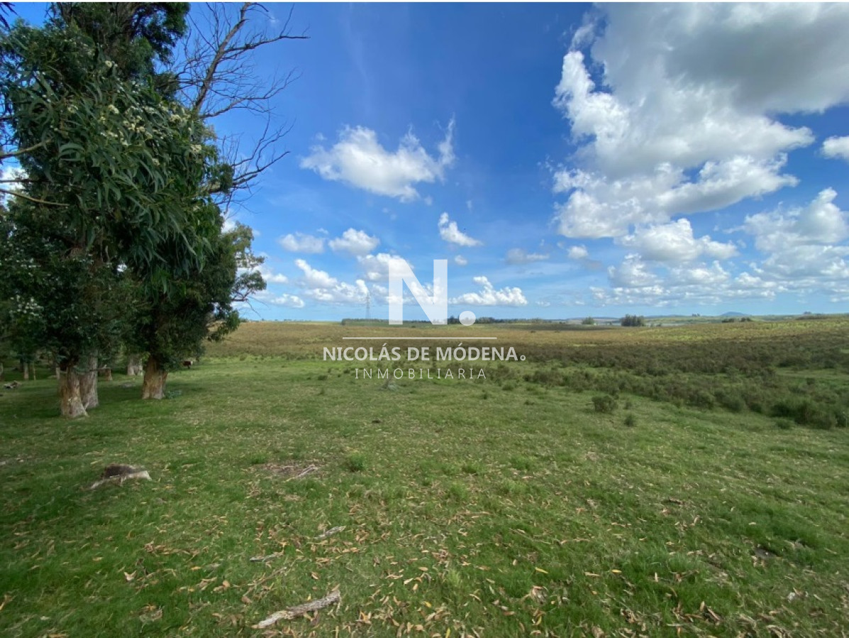 Campo