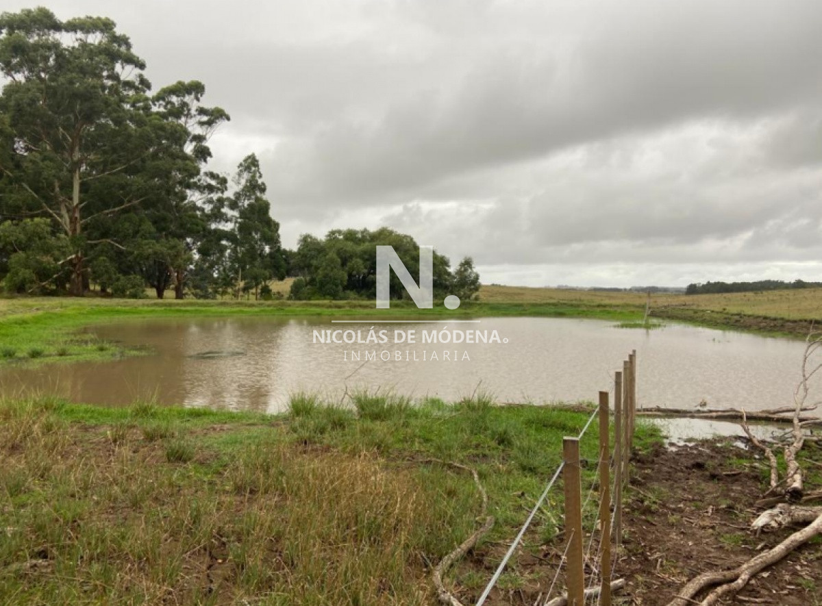 Campo