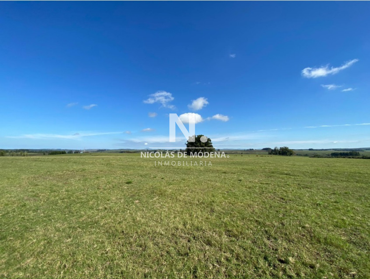 Campo